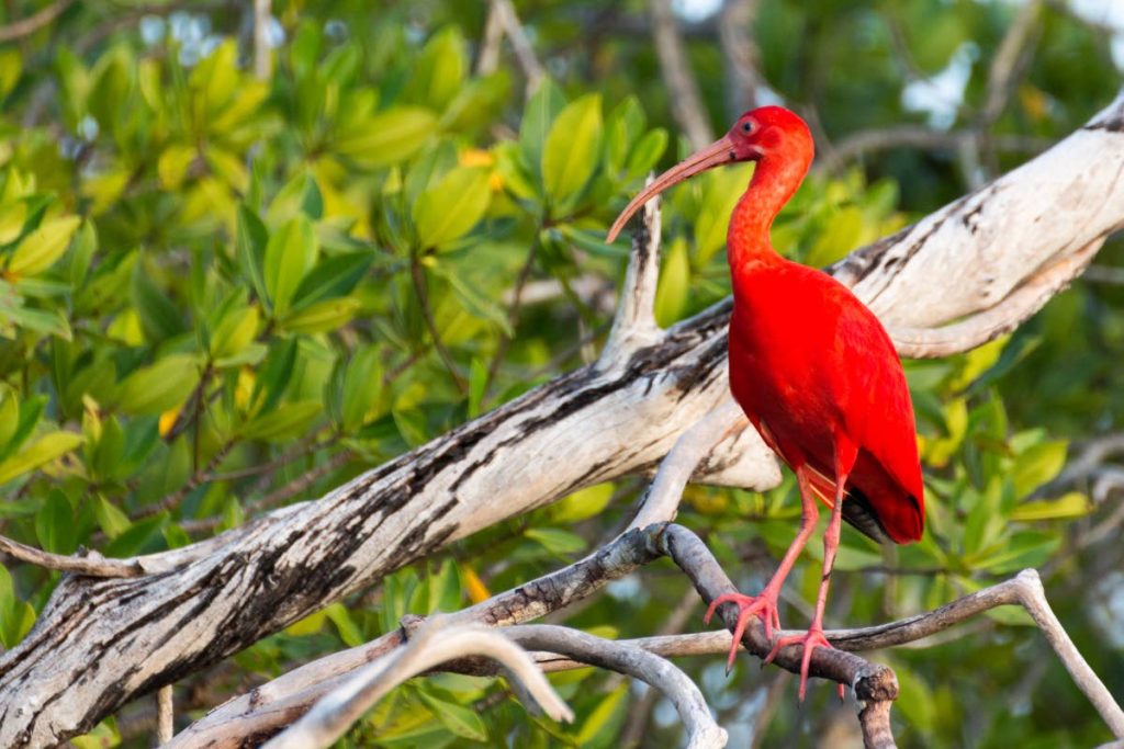 The beautiful Scarlet Ibis, TT’s national bird.