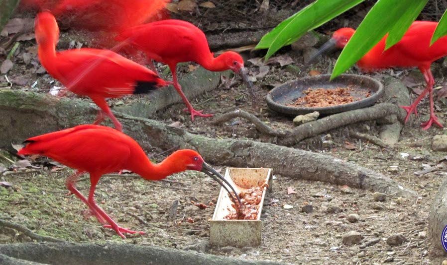 Scarlet Ibis feeding at the Wildfowl Trust.