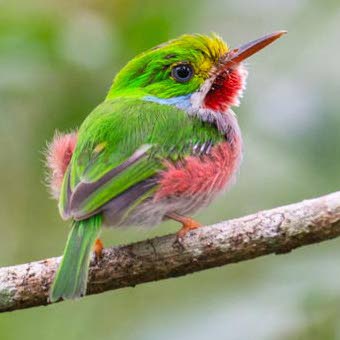 The Cuban Tody is another of the island’s endemic species. (PHOTO BY David Southall)