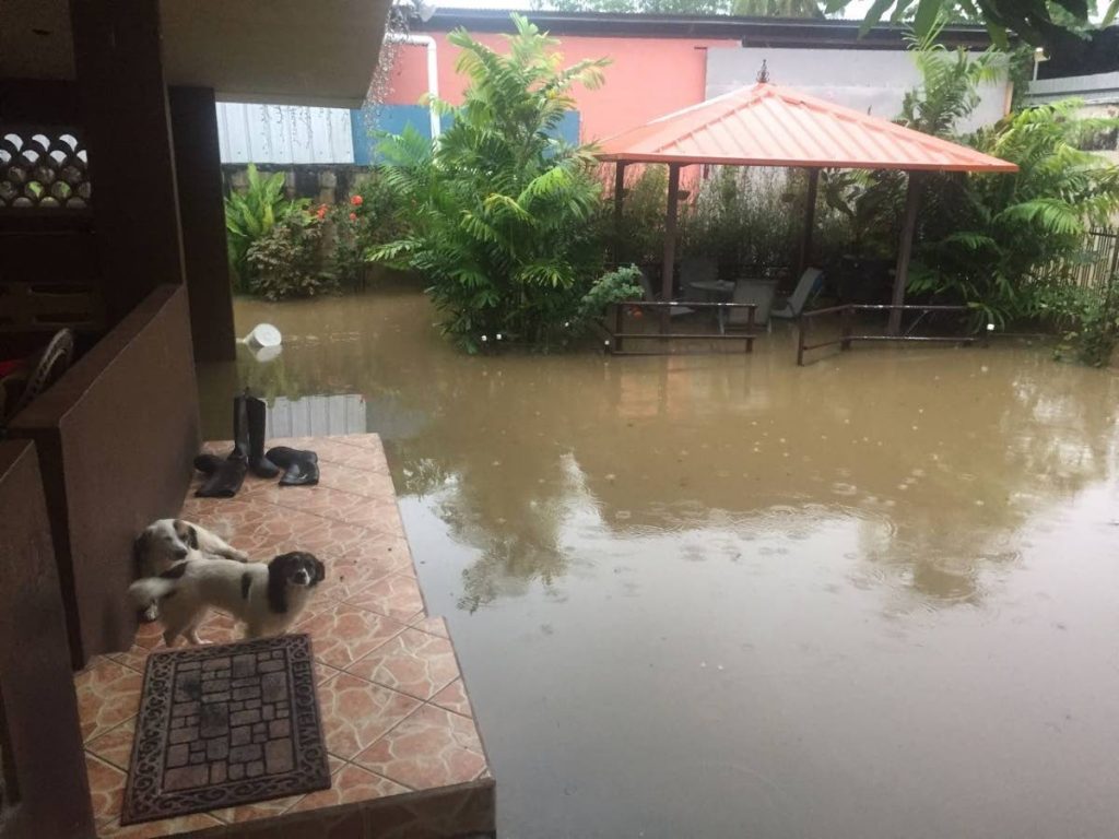 In this October 2017 file photo, these pets had to look for higher ground after severe flooding 
in Mc Bean, Couva.