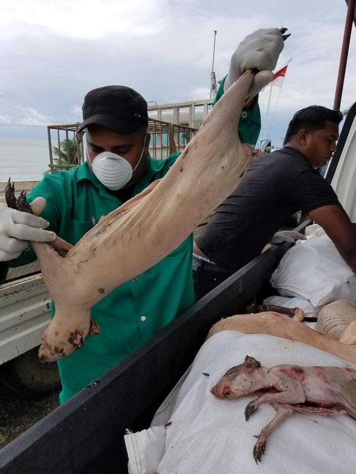 Law enforcement officials intercepted a vessel in Cedros on Wednesday and seized a large amount of wild meat being brought into the country illegally. 