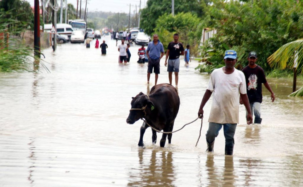 Seeking dry ground: A man leads his cow along a flooded street alongside other residents in Woodland yesterday.
Photo by Ansel Jebodh
