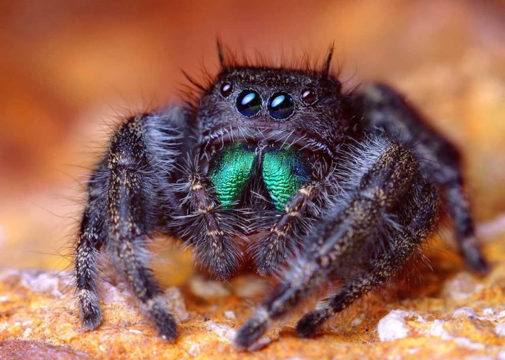 With as many as eight eyes, spiders can look rather scary. 