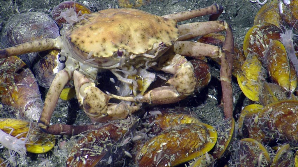 One of the crabs discovered in deep waters off the east coast.