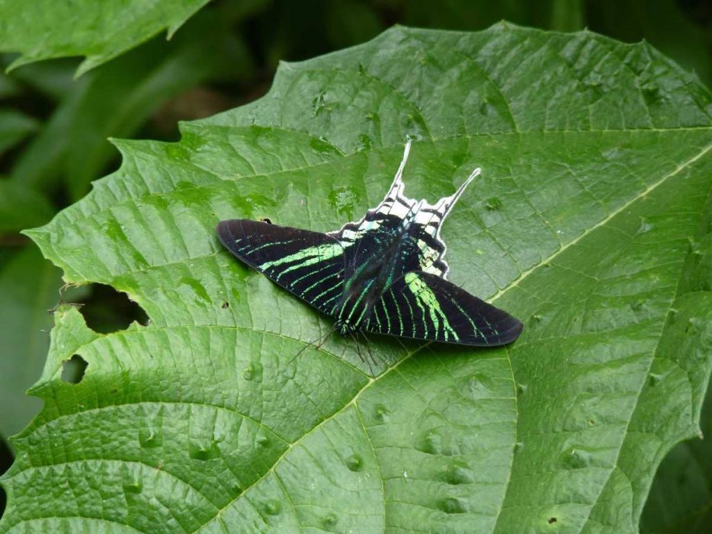 The white-tailed page, Urania leilus, is a day-flying moth.