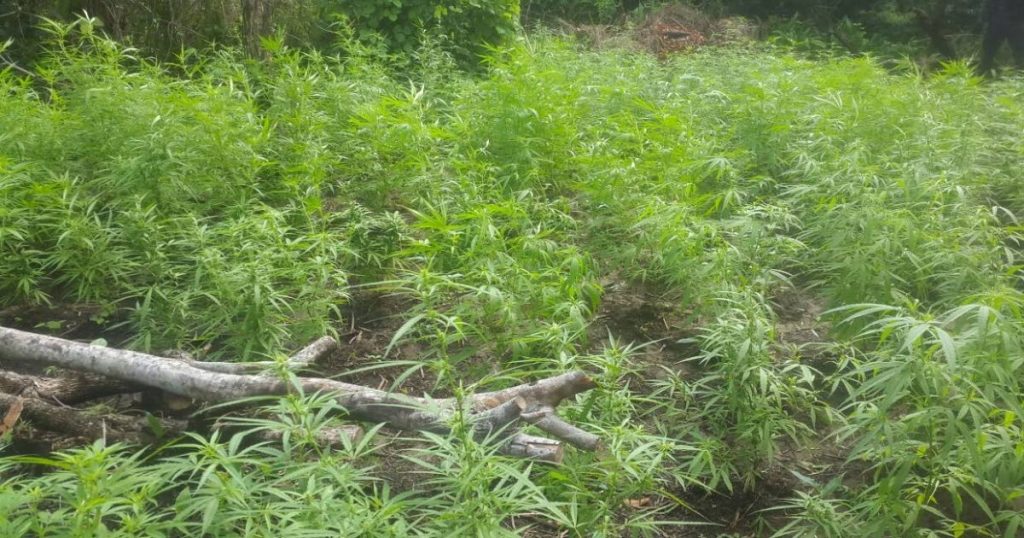 Part of one of the marijuana fields destroyed by Toco police earlier this year.