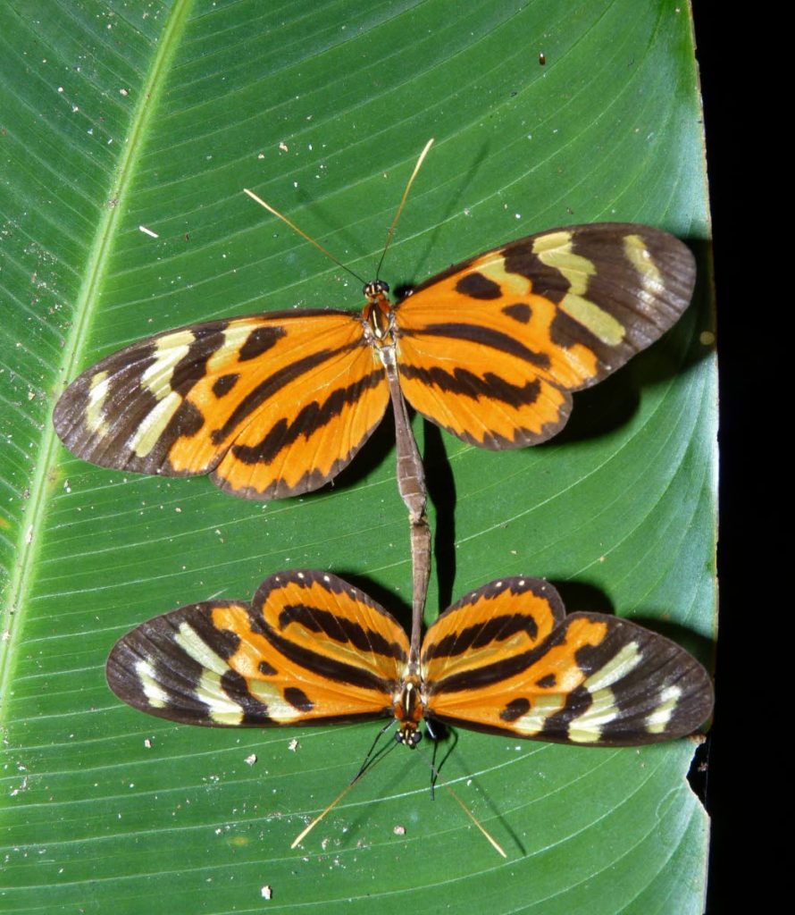 TT is blessed with a high level of biodiversity. For example, we have 781 species of butterflies.
