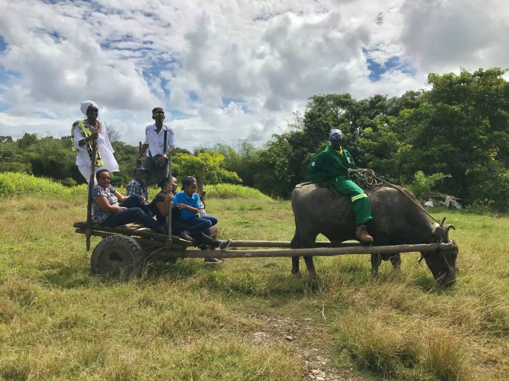 The tour group gets a traditional bull cart ride with ‘Papito’ the bull and farmer Patrick.