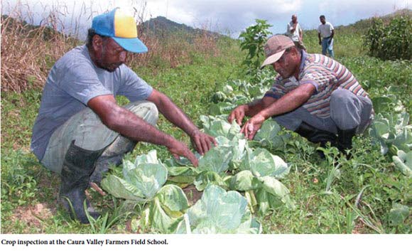 Crop inspection at Caura Valley Farmers Field School. PHOTO COURTESY THE UWI ST AUGUSTINE