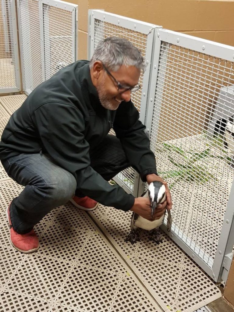 AFRICAN BLACK FOOTED PENGUIN: Minister Clarence Rambharat gets to meet an African Black footed penguin at Tampa’s Lowry Park Zoo.