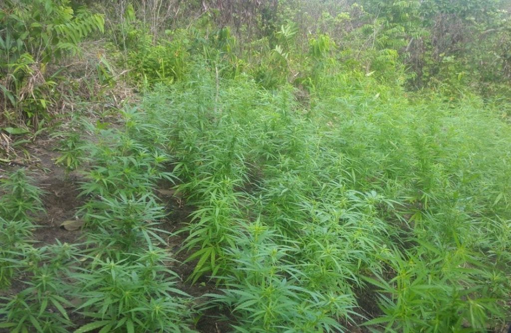 Marijuana field. File Photo