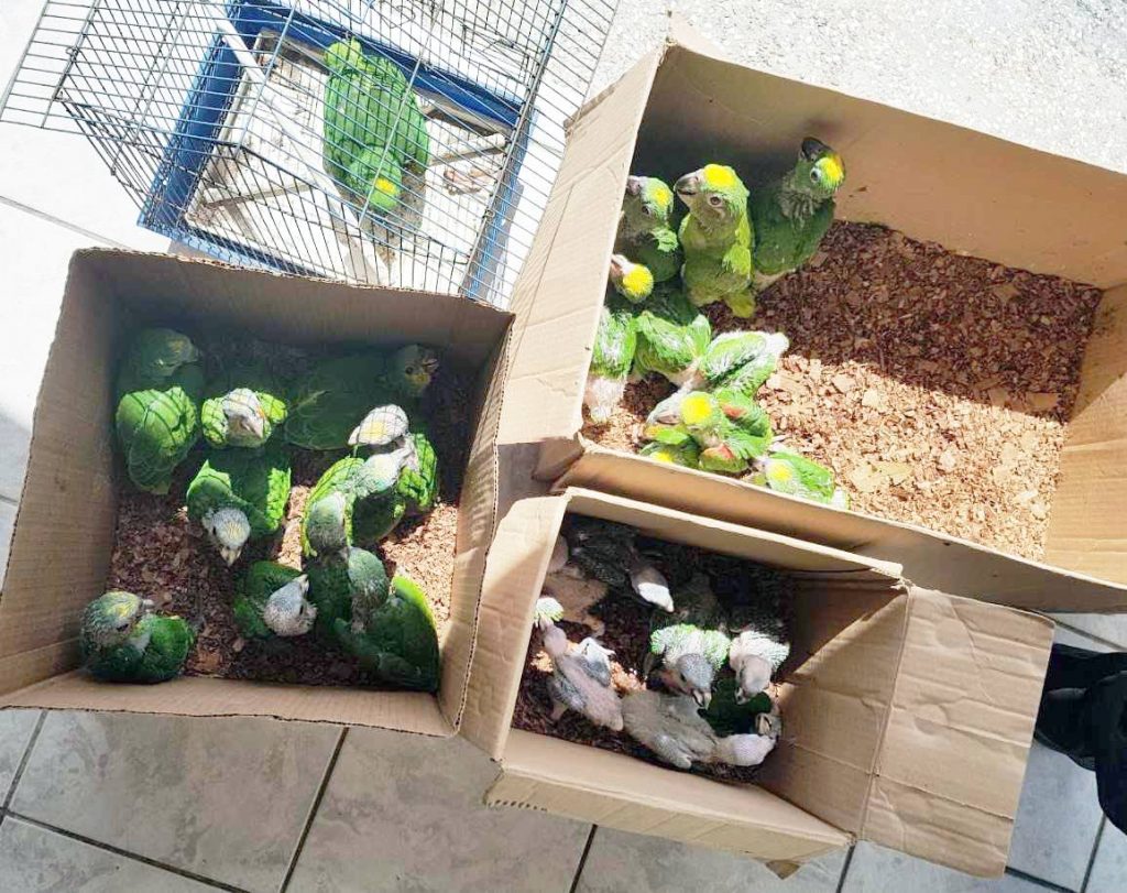 the baby parrots confiscated by police for which a woman has been arrested. 