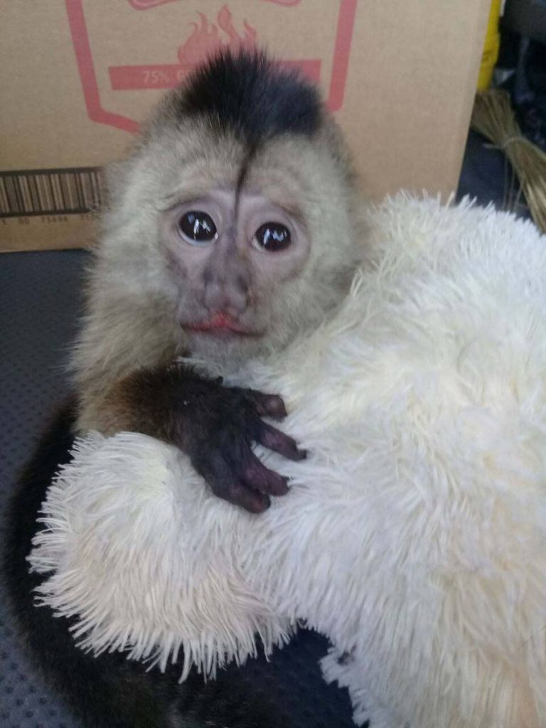 SAVED: The capuchin monkey which was rescued by game wardens and police on Friday last.