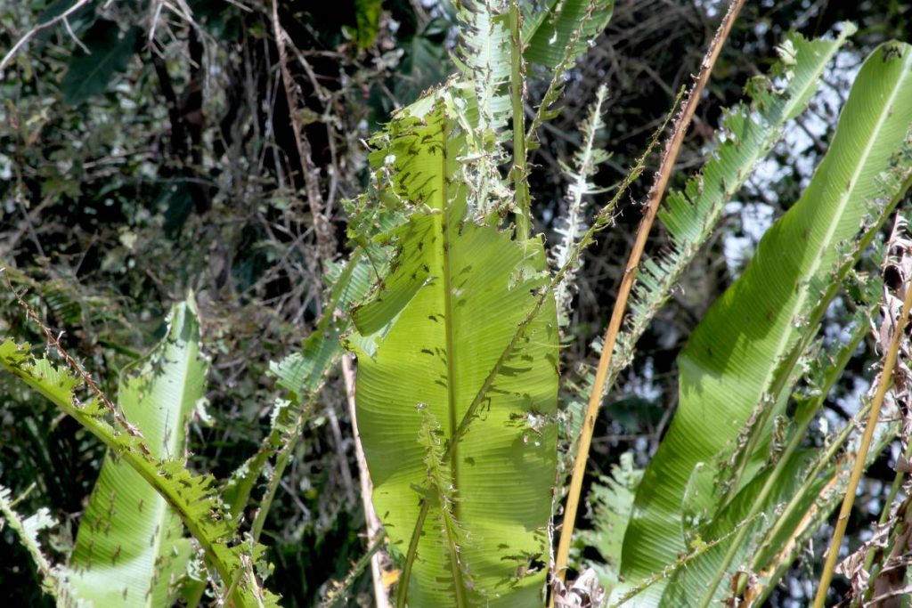 RAVAGED: Very few leaves of this plant were left intact after a swarm of locusts invaded the Brasso Venado, Tabaquite area over the past few days.