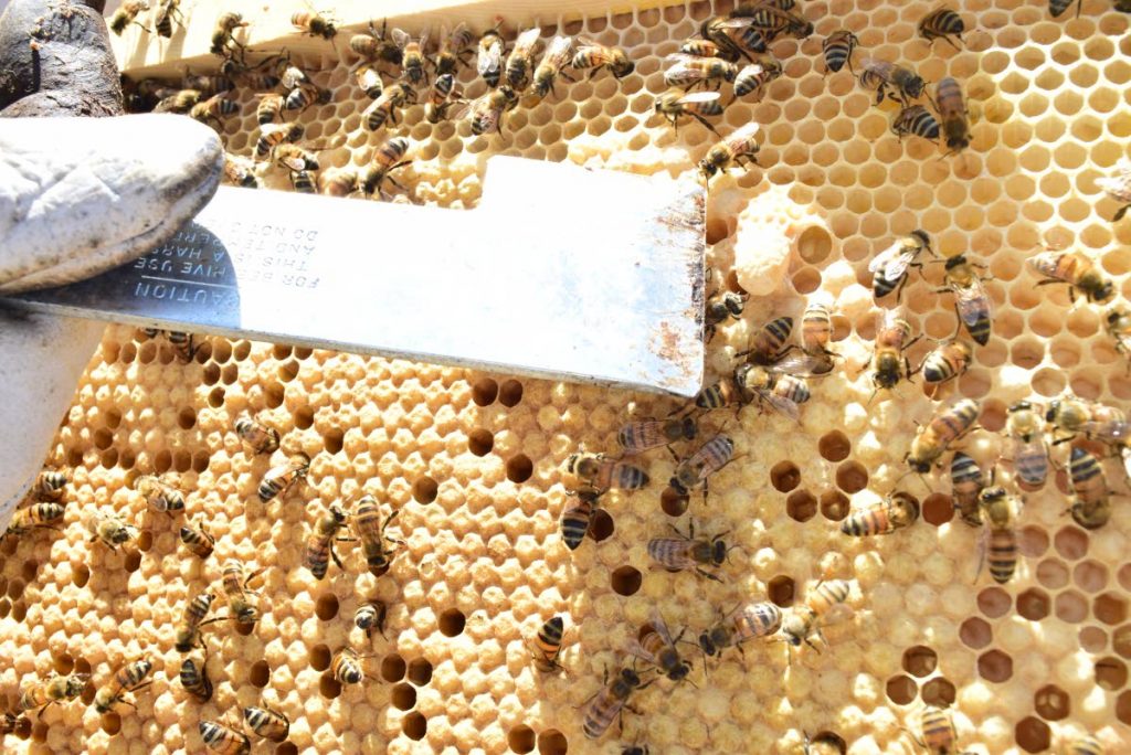 Bees at the apiary of the Tobago Apicultural Society (TAS) Apiary at Auchenskeoch