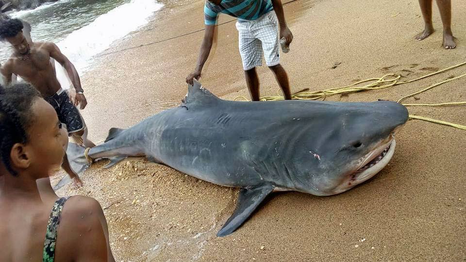 BEACHED: Curious onlookers surround a nine-foot tiger shark on Sunday at a beach in Toco, hours after it was caught by fishermen. 