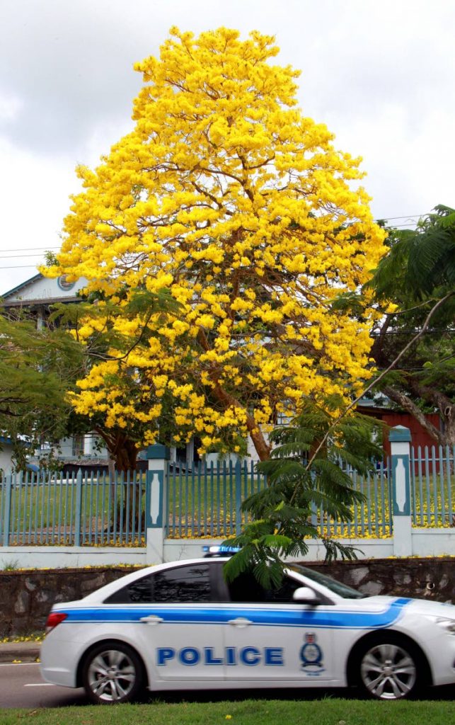 A police vehicle passes by this poui tree that is in  full blossom at the front of the San Fernando General Hospital.
PHOTO BY ANIL RAMPERSAD.