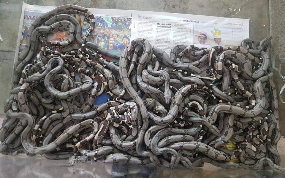 BOUNCING BABIES: Fifty newborn boa constrictor snakes wriggle about in captivity on a suitable bedspread at the Emperor Valley Zoo shortly after their birth on Thursday. PHOTO COURTESY MINSTER OF AGRICULTURE CLARENCE RAMBHARAT