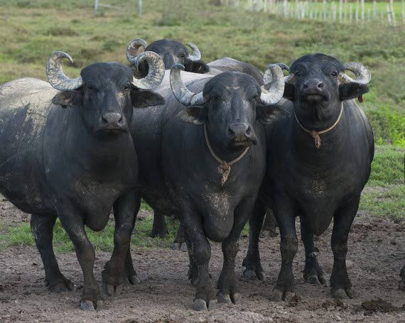 A herd of buffalypso.