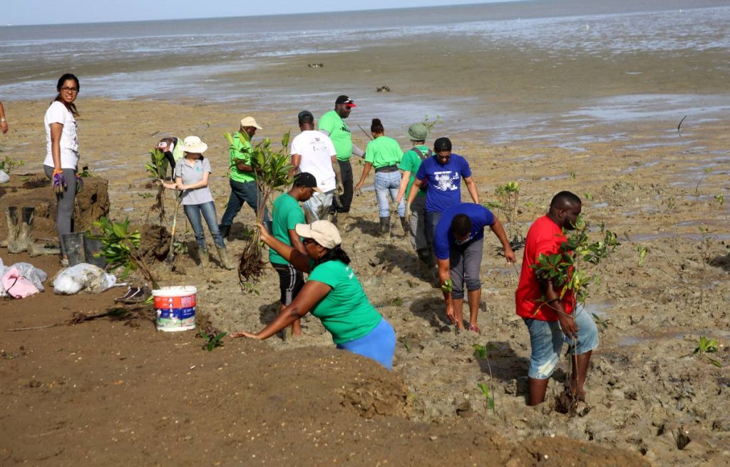 LABOUR OF LOVE: Volunteers plant mangrove seedlings at the Brickfield mudflats at Orange Field in Carapichaima yesterday.   PHOTO BY VASHTI SINGH