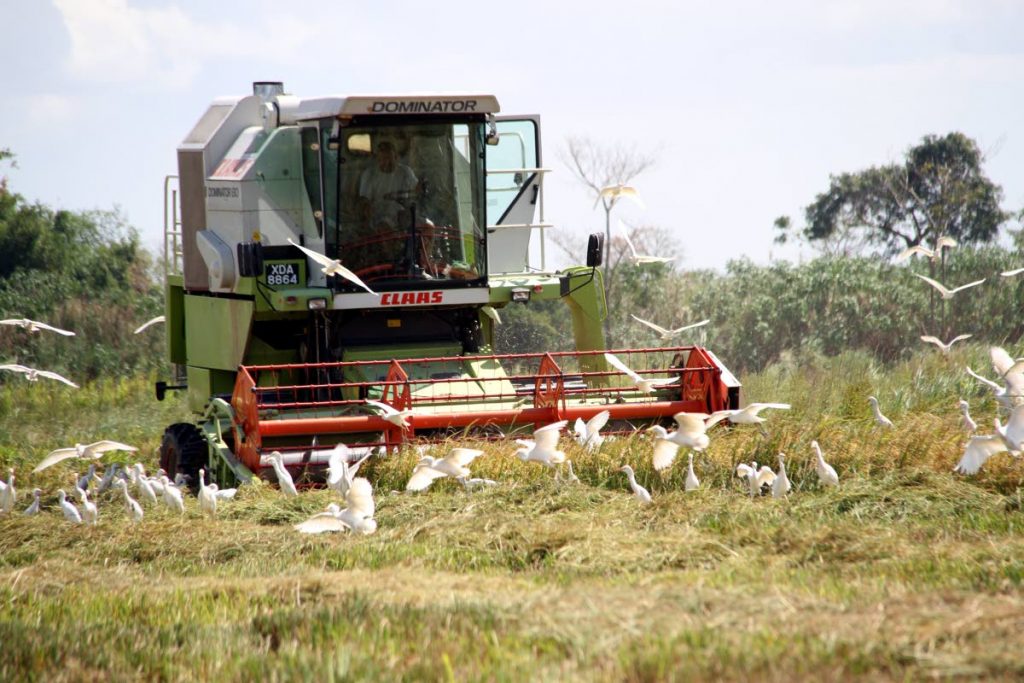 A harvester reaps rice on a lands at Orange Grove Tacarigua on March 20, 2016. Former agriculture minister Vasant Bharath, in a letter to Agriculture Minister Clarence Rambharath, is appealing for a moratorium on ADB loan payments for rice farmers who are also owed money by NFM. FILE PHOTO