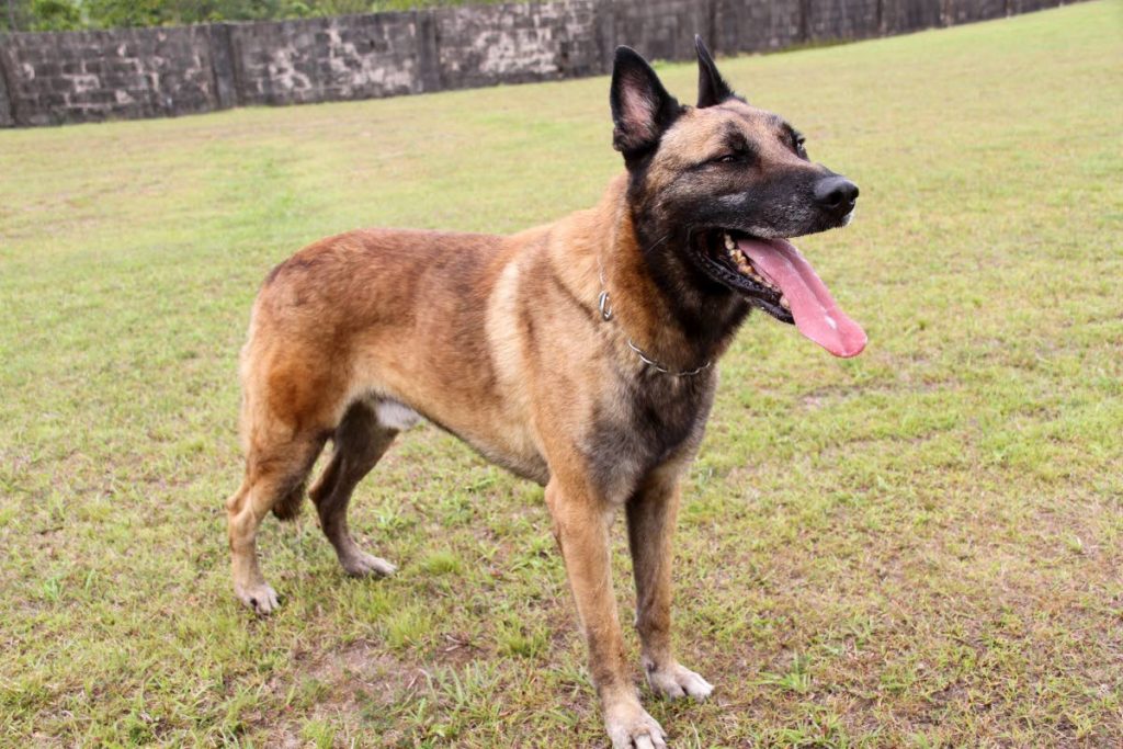 file photo of Dani,  TT’s only cadaver dog of the police K9 unit is based at the  Cumuto Defence Force Barracks, (where these photos where these were taken.)