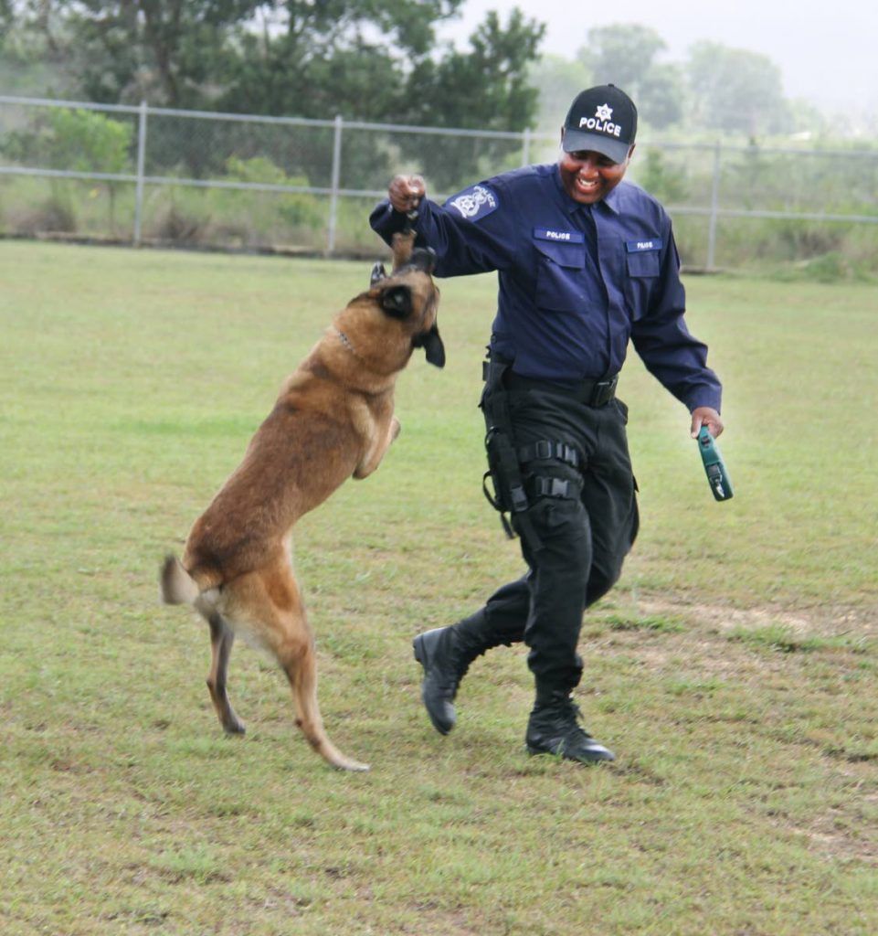 File photo: Dani undergoes training with his handler Cpl Stephen Swanson of the TT Canine Police.