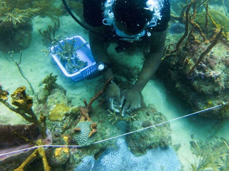 A team member with the Environmental Research Institute Charlotteville (ERIC) plants corals in Charlotteville at the institute’s very first Coral Out-Planting Initiative on July 7.