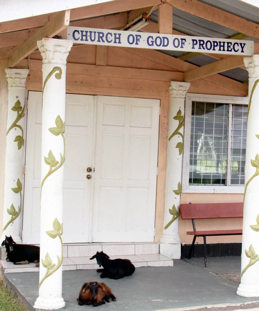SHELTER: Three goats shelter at the front of the Church of God of Prophecy church located on Petrotrin land in Barrackpore.
