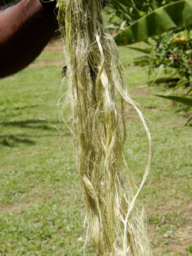 The prepared fibre from an agave plant to be woven into a jab jab whip.