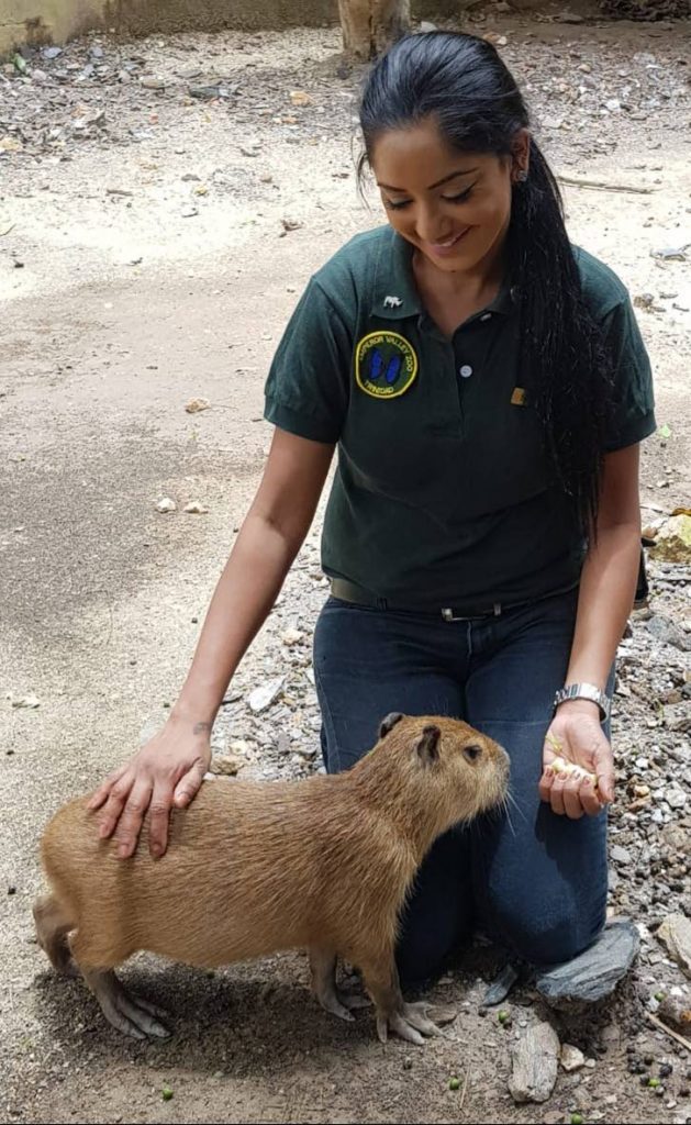File photo: Zoological officer Sharleen Khan takes care of the baby capybara at the Emperor Valley Zoo.