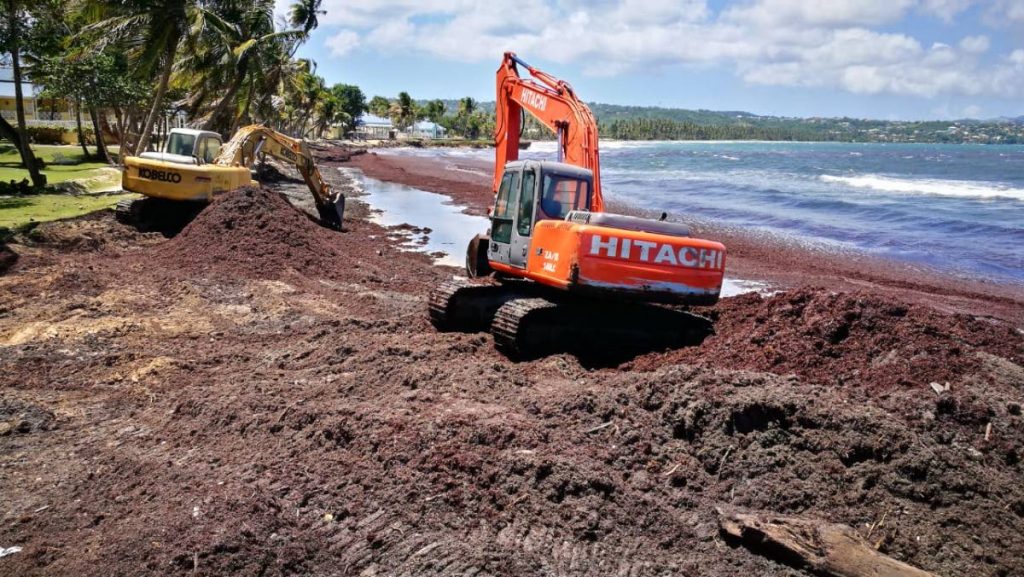 Excavators used to clear Sargassum seaweed along the coastline in Hampden, Lowlands, stand on the beach. 