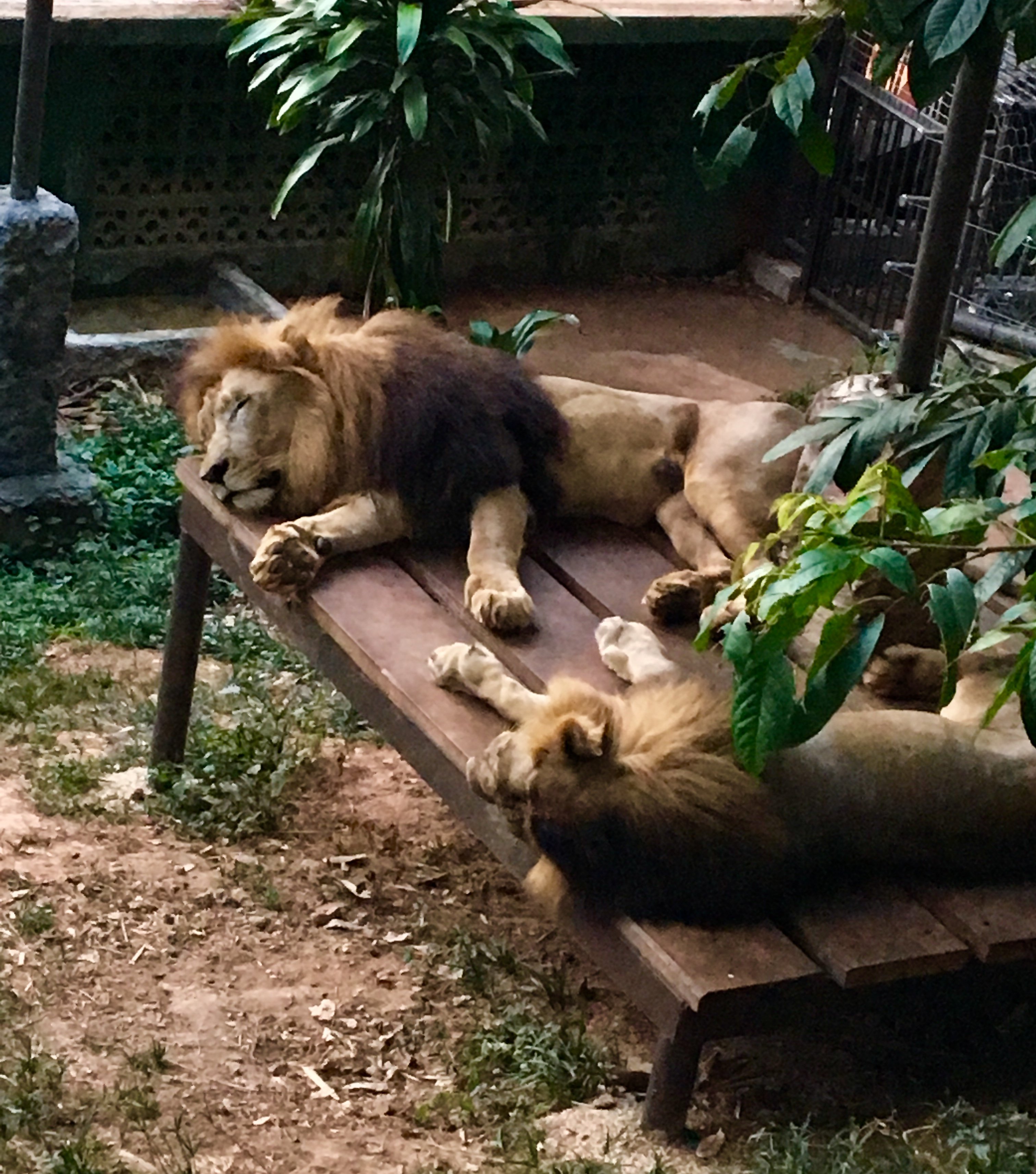 Zoo sees increased visitors