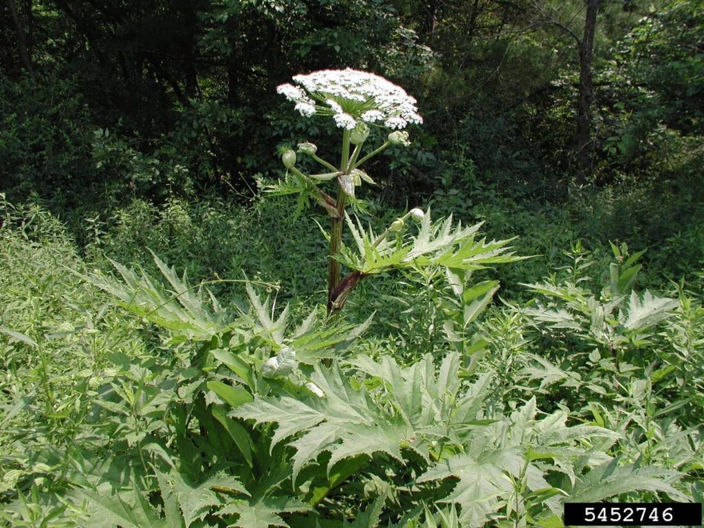 The giant hogweed (Heracleum mantegazzianum), is a member of the carrot family.