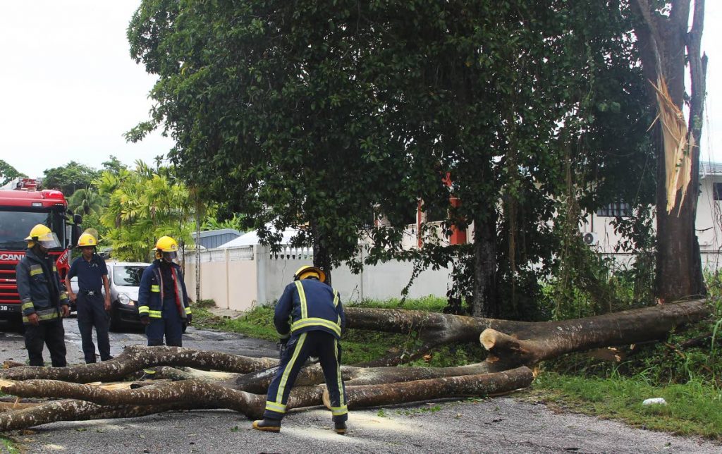 TIMBER!: Firemen cut a tree which fell yesterday during heavy wind which accompanied heavy showers yesterday in Palmiste Park, south Trinidad. PHOTO BY LINCOLN HOLDER
