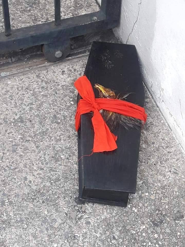 OBEAH: A chicken's severed head, tied to a black mini coffin was found at the entrance gate to the Port of Spain Magistrates Court prompting talk of obeah outside the courthouse. 