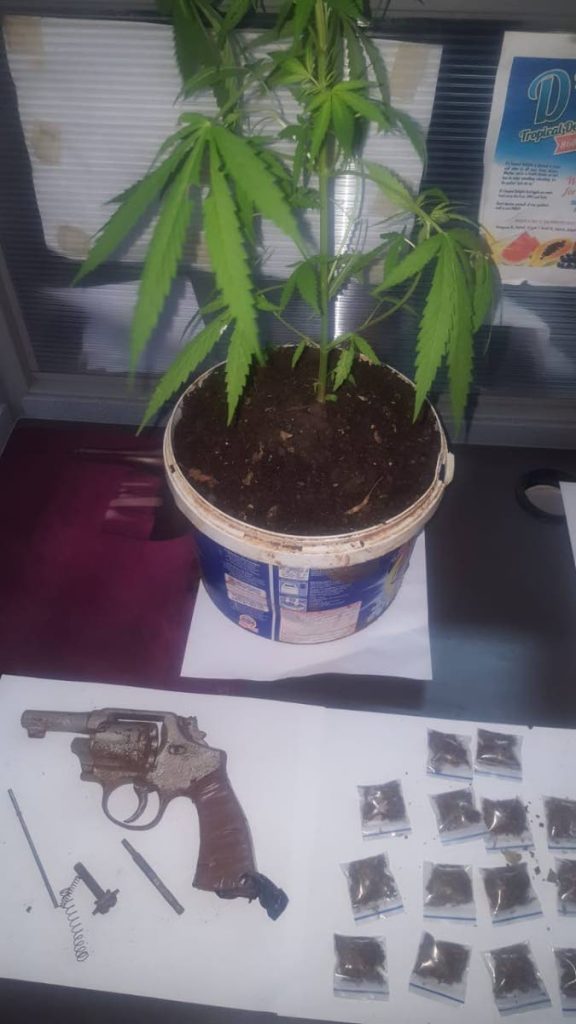 A marijuana plant found in an underground cave by Tobago police officers is displayed along with a revolver and packets of marijuana. 