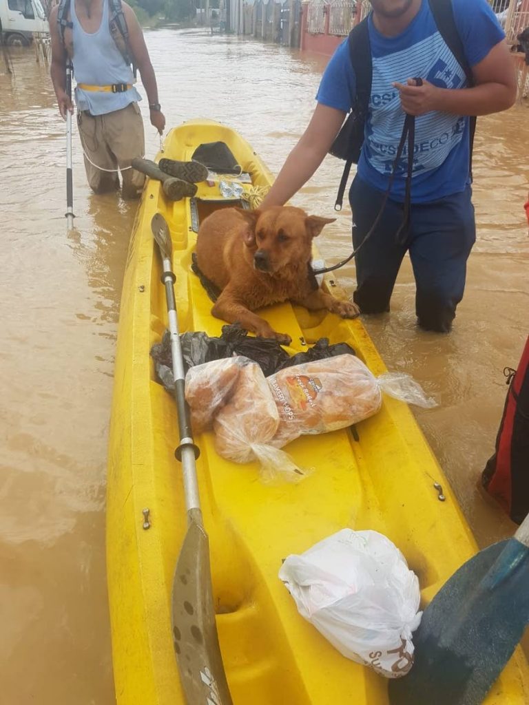 GABBY ON A KAYAK: Gabby, who was feared drowned in floodwaters on Saturday, was rescued on Sunday. Her owner, who is out of the country, pleaded for help on Facebook to get her.