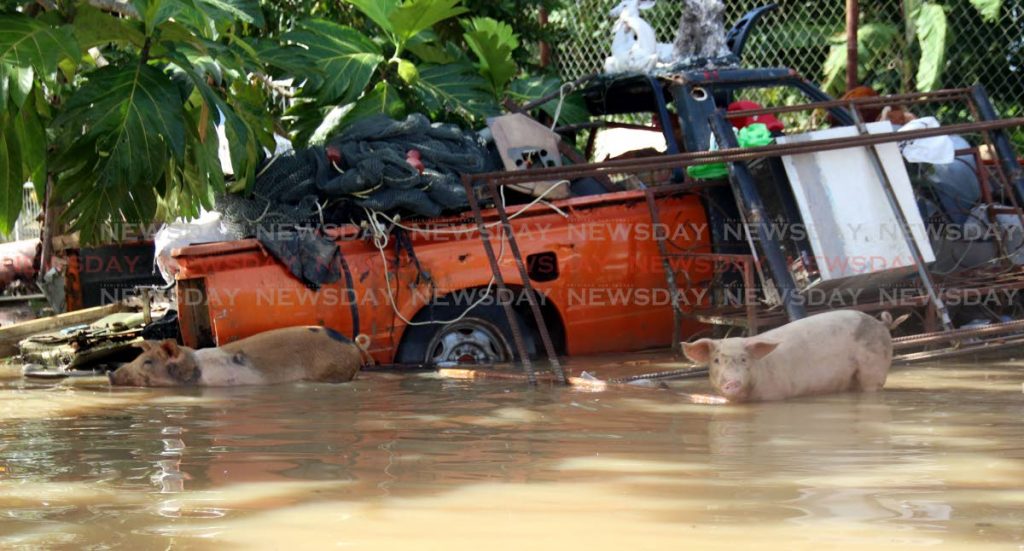 
Pigs swim in floodwaters trying to find dry ground in Debe yesterday. PHOTOS BY ANSEL JEBODH