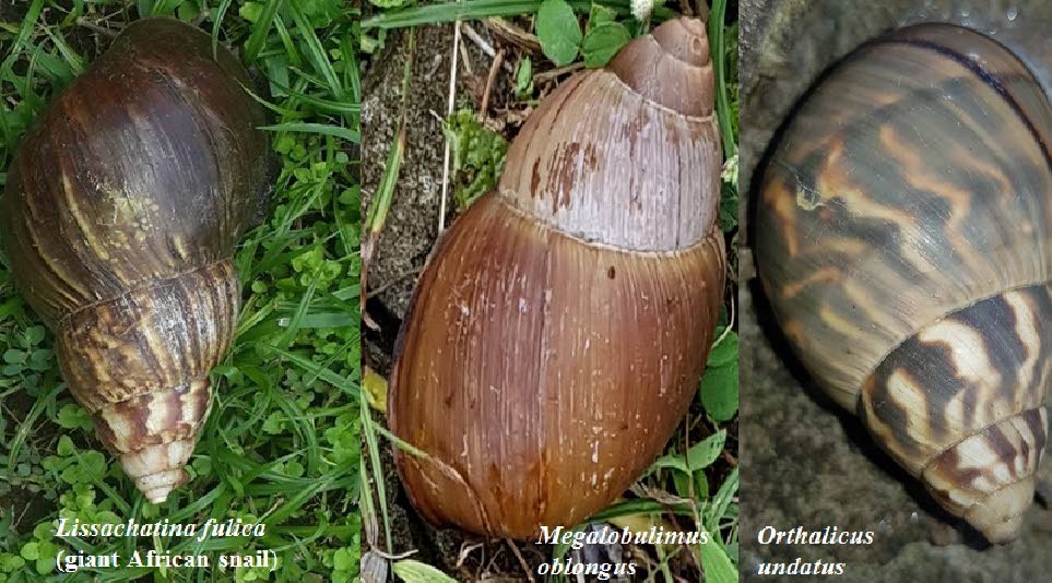 Shell comparisons between (L-R) the giant African snail, the local Megalobulimus oblongus and the local tree snail.