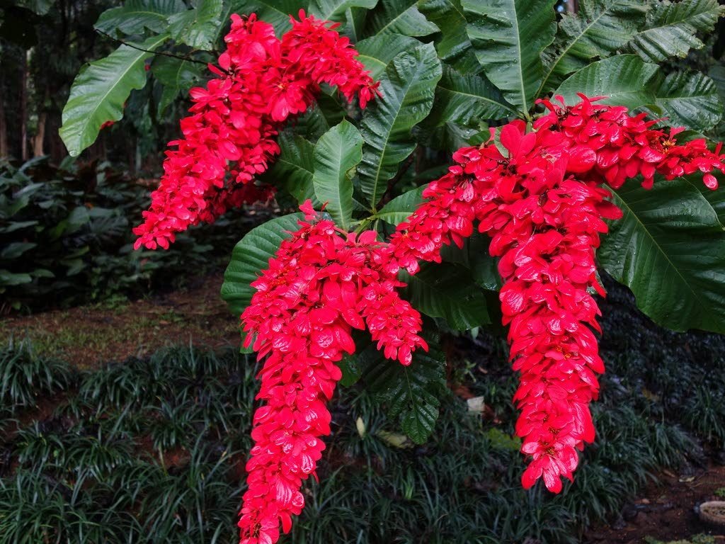 Double chaconia---the national flower