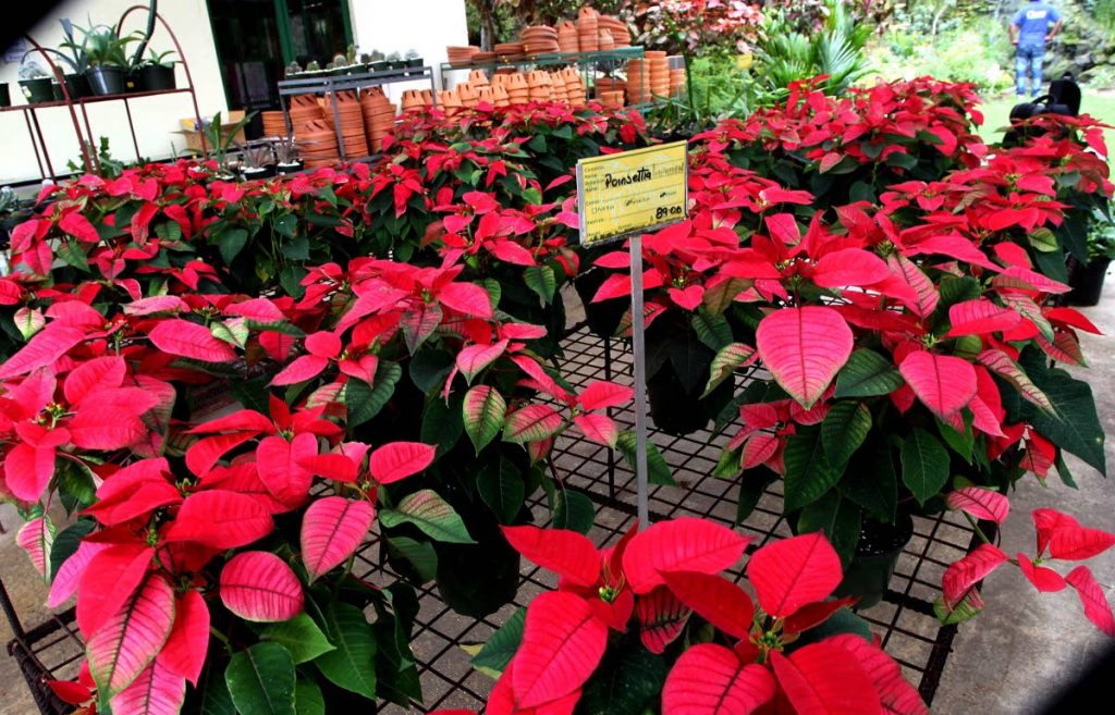SALES SLOW: Despite it being the last few days before Christmas, plant shop owners are reporting fewer sales of Poinsettias this year than last. FILE PHOTO