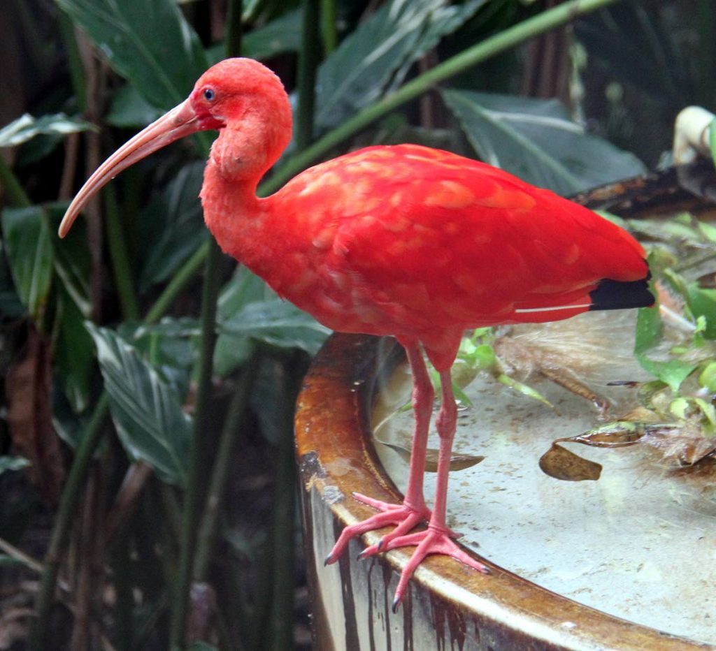 A scarlet ibis at the Caroni Swamp. The fines for hunting a protected species, like the ibis, and hunting in a sanctuary are now $10,000 each. FILE PHOTO