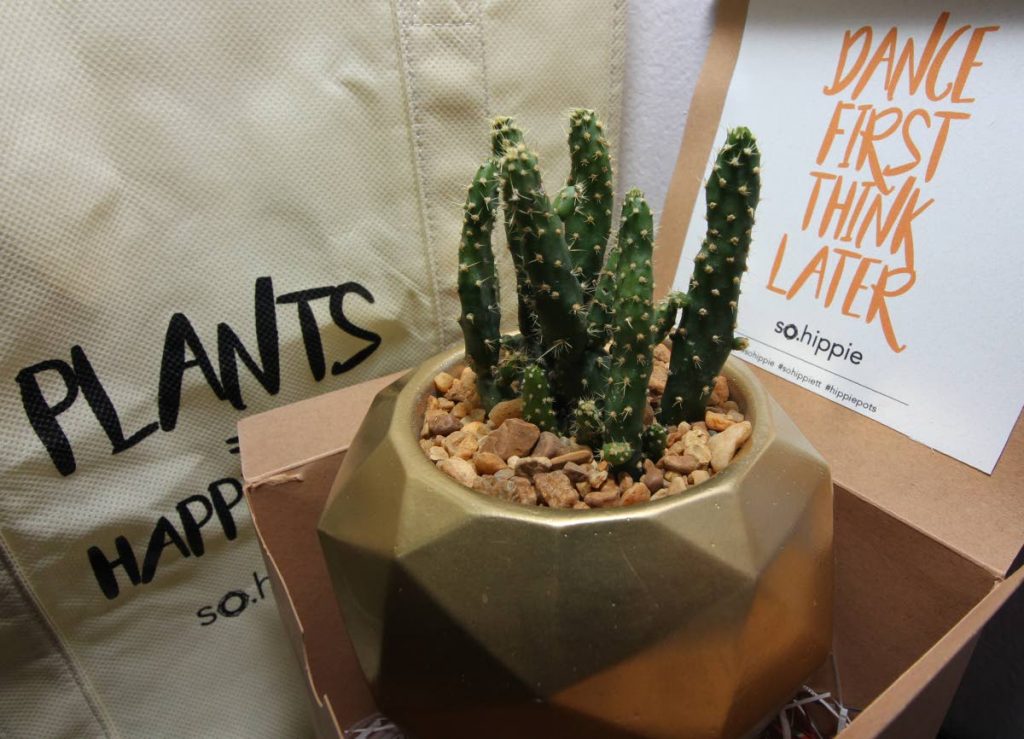 So Hippie's potted succulents are delivered in beautiful biodegradable packages.

Photo: Roger Jacob