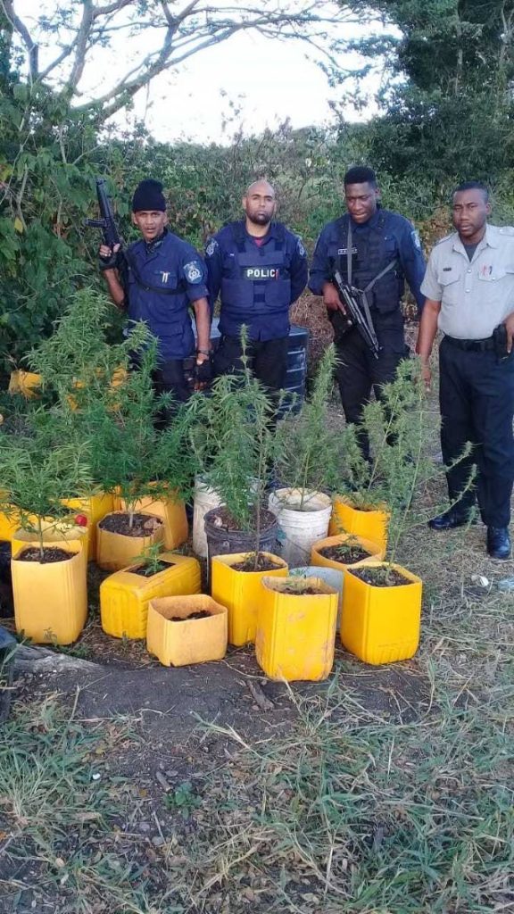 PC Sujeet  Ramcharan and other officers found 20 containers with marijuana plants next to UTT's campus in Corinth Hill, Ste Madeleine in January 2019
