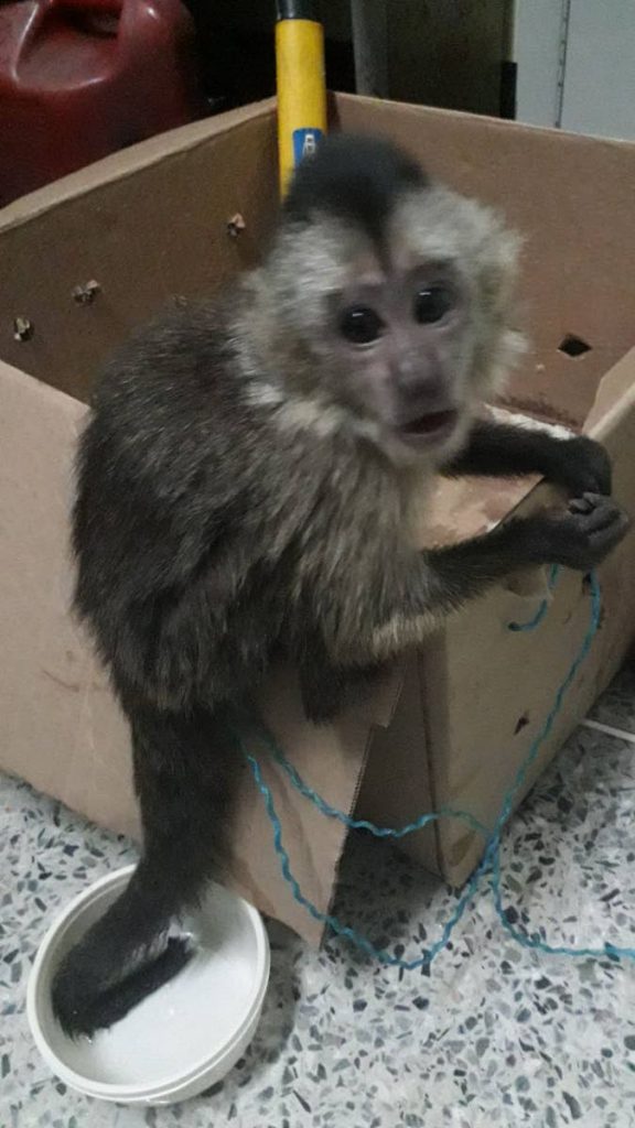 White faced Capuchin monkey was recovered  on January 24, after police officers stopped a white Kia pickup. One man from Erin was arrested and charged.