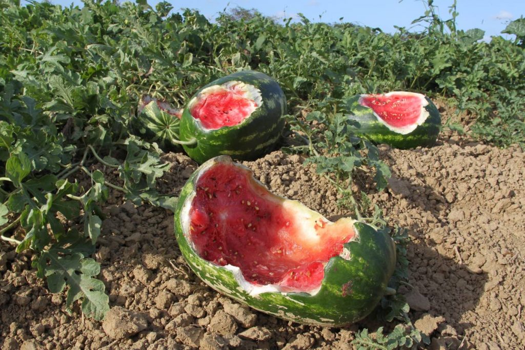 MELON MEAL: Watermelon eaten by marauding cattle at Orange Grove, Tacarigua.