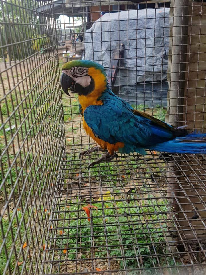 This blue and yellow Macaw was also rescued.