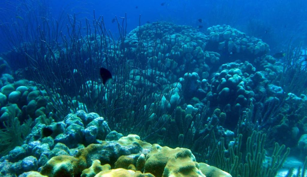 The coral reefs in Tobago are among Tobago's assets that can be marketed. Photo by Jahson Alemu taken from http://wildtobago.blogspot.com