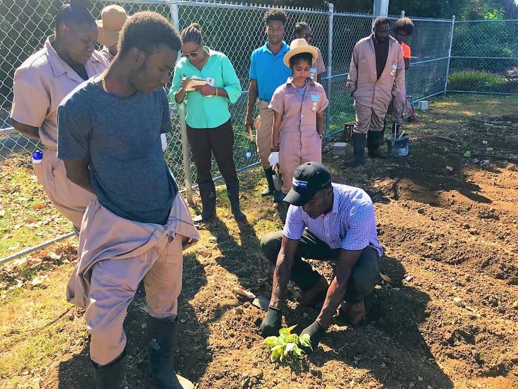 Selby Quashie, technical officer at the Caribbean Agricultural Research and Development Institute, demonstrates to crop production trainees the skill in planting sweet potatoes at the Tobago Technology Centre.